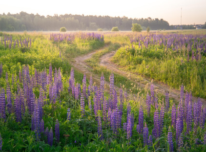 Crédit : Image par Полина Андреева de Pixabay
