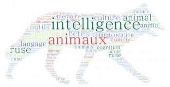 L'intelligence animale en question