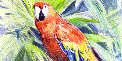 Le perroquet au crayon de couleurs